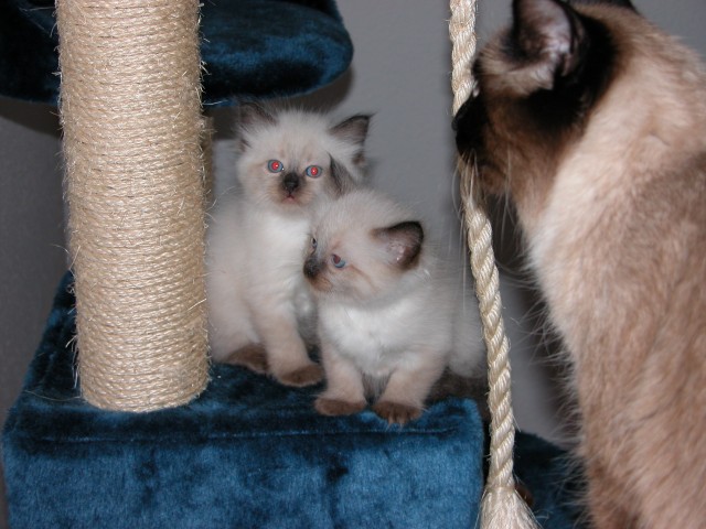 Zwei süße reinrassige Ragdollkitten - Ragdoll - Wuppertal