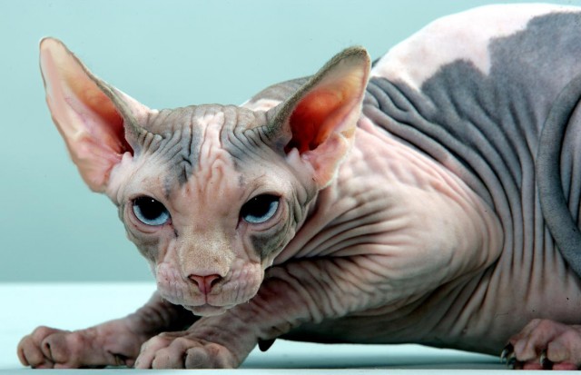 Canad. Top Sphynx jetzt mit veterinär kompl. Paket - Sphynx - Frechen