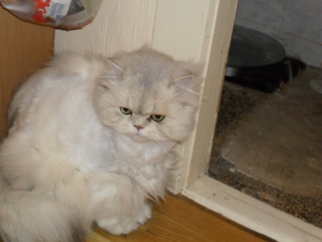 Liebevolles Zuhause für 2 Perser Kater 5,5 Jahre alt gesucht - Perser - Berlin