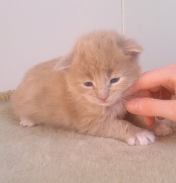 Maine Coon Kitten aus seröser Hobbyzucht - Maine Coon - Bremen