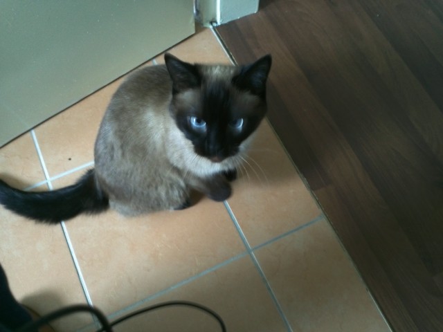 Suche Deckkater - Siam - Bremerhaven