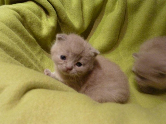 TRAUMHAFTE REINRASSIGE BKH KITTEN IN BLAU & LILAC - British Kurzhaar - Straubing