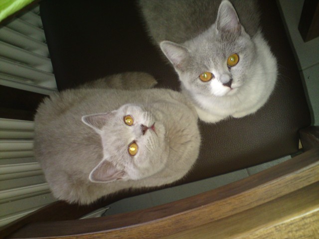 Abby und Tony suchen in neues zu Hause, BKH - British Kurzhaar - Braunschweig