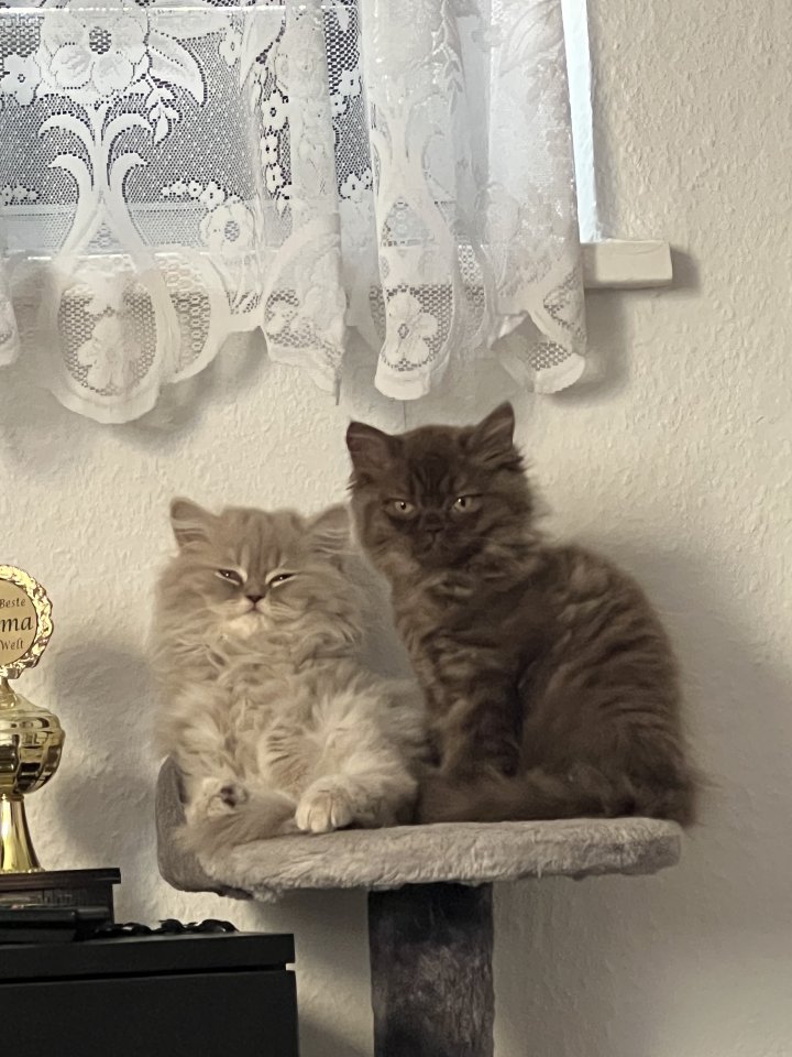 Britische Katzenbabys - British Kurzhaar - Dittelsheim-Heßloch