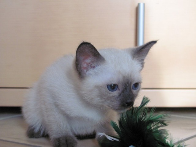 Thaikatze, Siam Katze alter Typ - Thai - Uetze