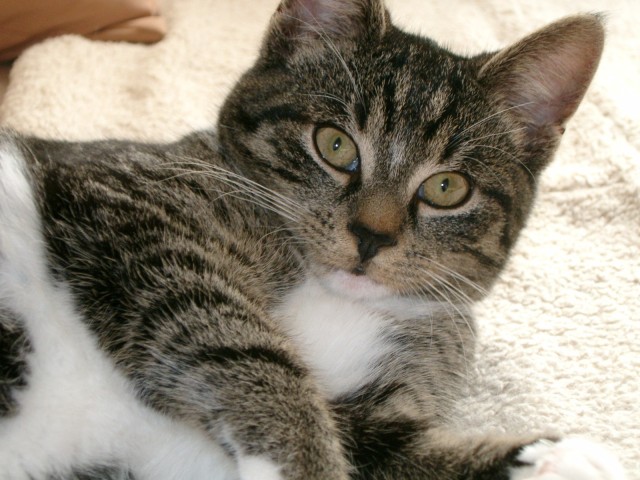 Uschi von Schmuseland - Hauskatzen - Schwerte