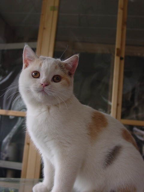 Bärige Briten Babys - British Kurzhaar - Bergisch Gladbach