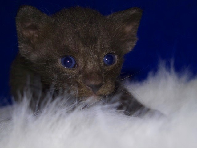 OKH Kitten - Orientalische Kurzhaar - Bad Salzuflen