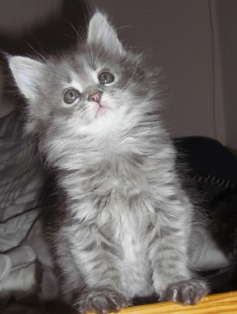 Maine Coon Babys - Maine Coon - Neunkirchen