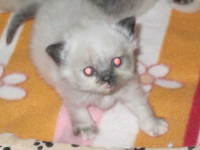 Perser-Birma Colourpoint Mädchen - Perser - Leer