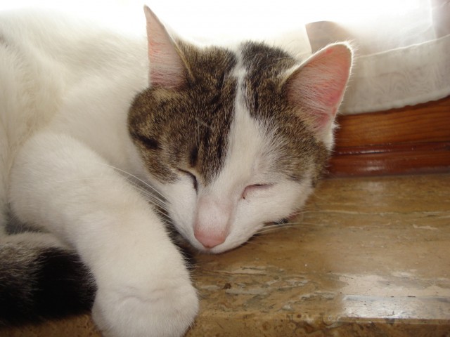 Verschmuste Katze schweren Herzens abzugeben - Freigaenger - Kröv