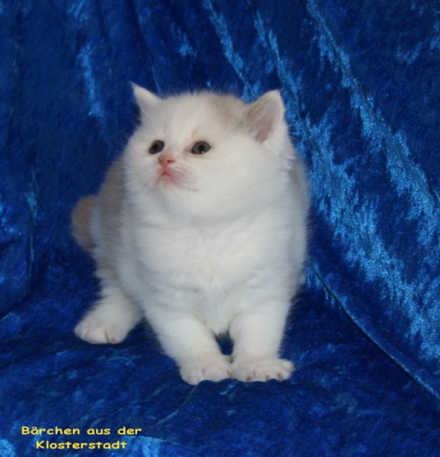  * Bärchen aus der Klosterstadt * - Selkirk Rex - Kamp Lintfort