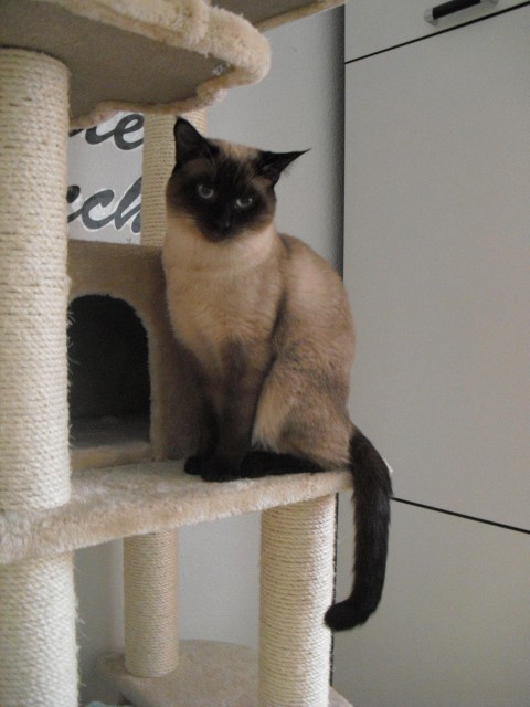 Thai / Siam seal - point Kater zum Decken - Siam - Hannover