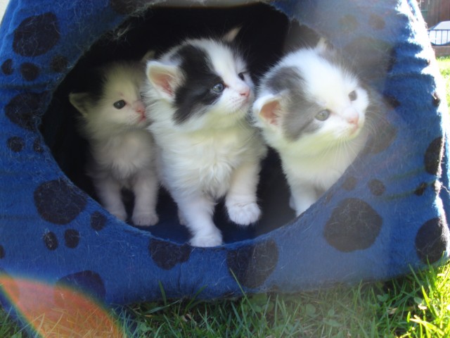 4 Katzenbabys abzugeben, schwarz-weiß - Katzen Sonstige - Gosheim