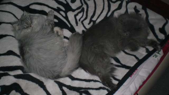 DECKKATER FRITZ & MERLIN HABEN NOCH TERMINE FREI!!! PERSER!!!! - Deckkater - Rostock