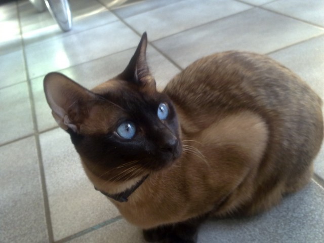 Siam-Thai Deckkater  - Siam - Nordheim