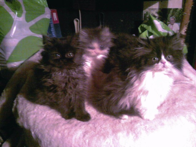 Perser Baby Katzen - Perser - Thaur