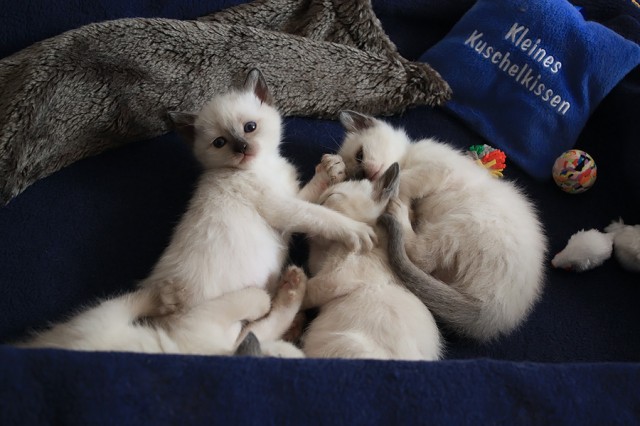 4 Siamkitten, Thai alter Typ, wollen ab Juni ausziehen - Siam - Bielefeld