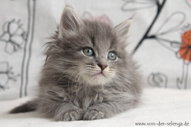 Sibirsche Kitten mit Stammbaum - ab Mai  - Sibirische Katze - Koblenz