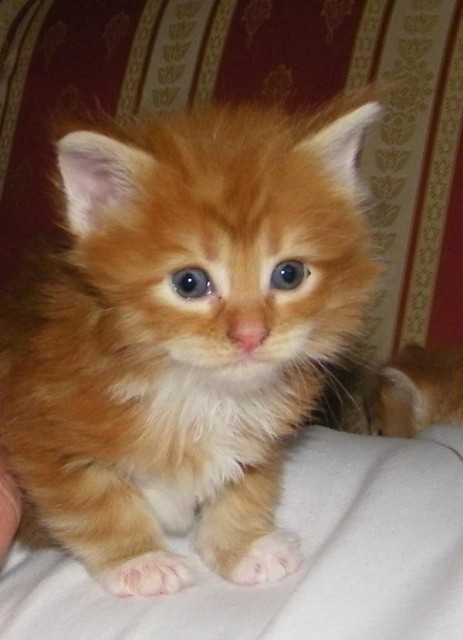XXL Kitten MAINE COON - Maine Coon - Köln