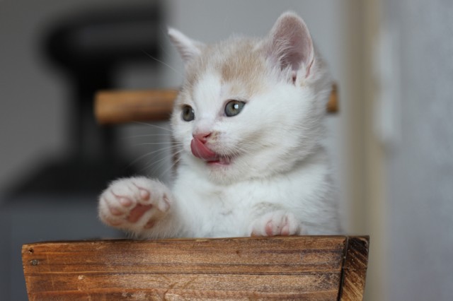 Britisch Kurzhaar Kitten in creme-weiß | katzen-kleinanzeigen.net