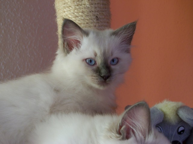 RAGDOLL BABY - Ragdoll - waren müritz