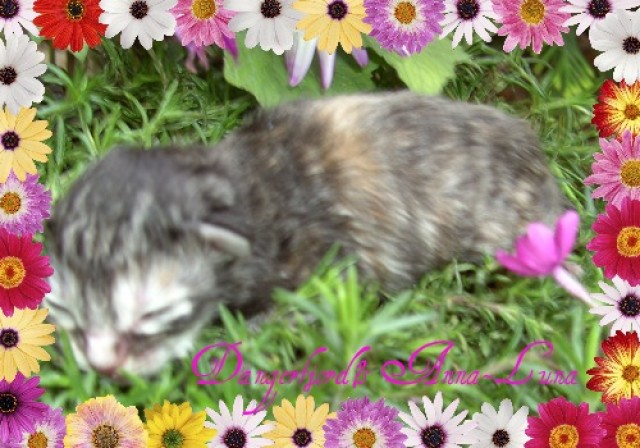 Norwegische Waldkatzenbabys mit viel Fell in tollen Farben ! - Norwegische Waldkatze - Wetter / Marbur Hessen