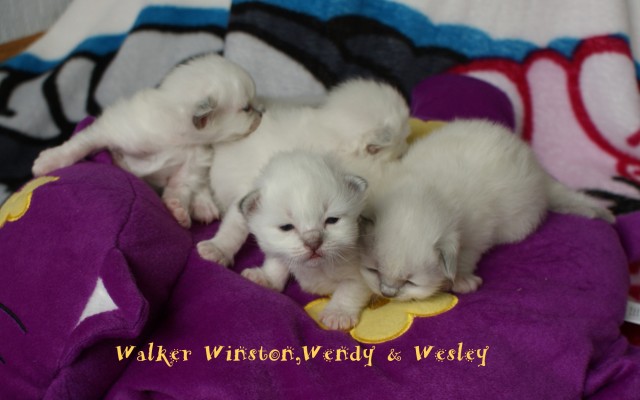Traumhaft schöne Hl.Birmababys in blue,lilac,point & tabby suchen neuen Platz z - Birma - Duisburg