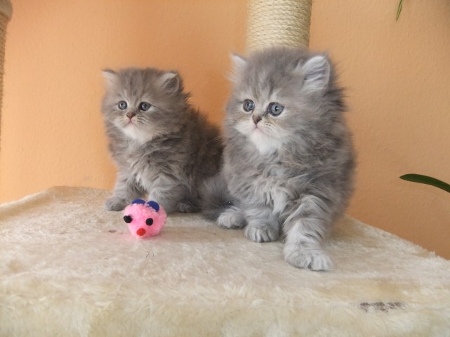 Perser katzenbabys - Perser - Freiburg im Br.
