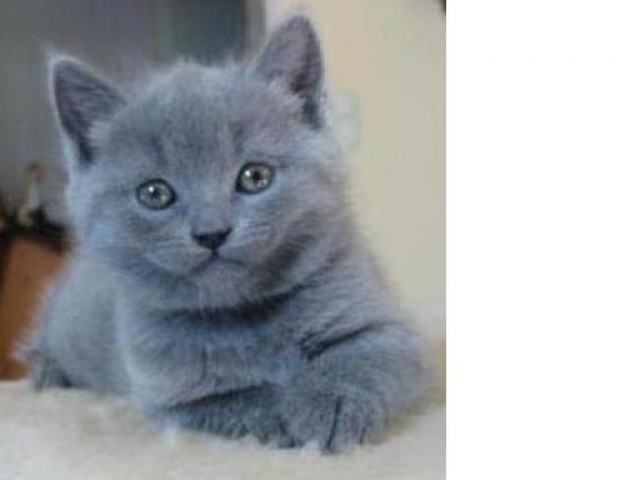 Chartreux Kitten - Kartaeuser - Mühlhausen