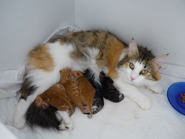 Norwegische Waldkatzenbabies - Norwegische Waldkatze - Odelzhausen