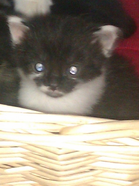 Maine Coon Mix günstig abzugeben - Maine Coon - Büdingen