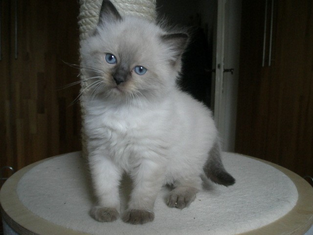 Reinrassige Ragdoll Kitten  - Ragdoll - Duesseldorf