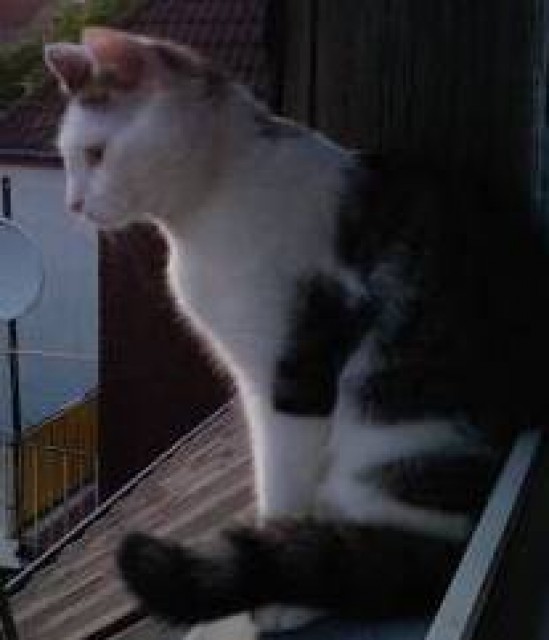 Weiß-Grau getiegerte Katze vermisst - Hauskatzen - Sonsbeck