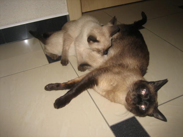 Siam- Babykatzen - Siam - Dinklage