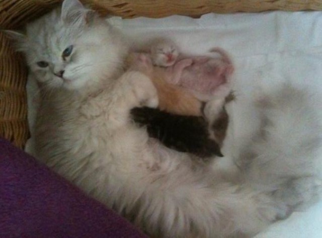 Süße Katzenbabys Heilige Birma Perser !! - Birma - Saarbrücken