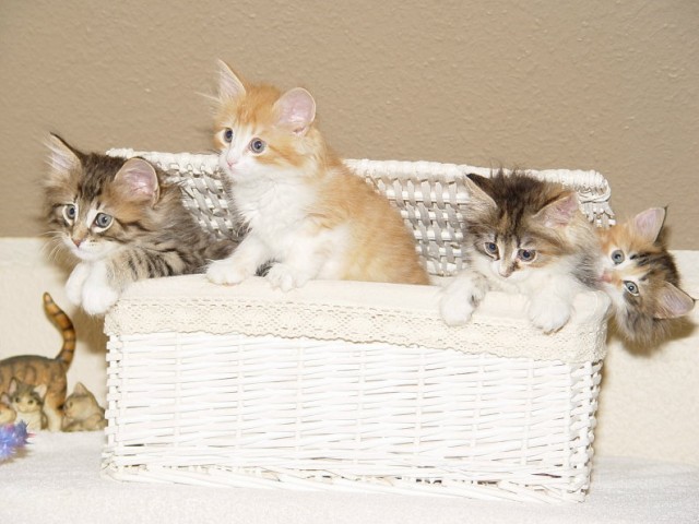 Norwegische Waldkatzenbabys - Norwegische Waldkatze - Mönchengladbach