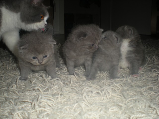 Süsse BKH- Kitten blau und blau-weiß - British Kurzhaar - Homberg/Efze