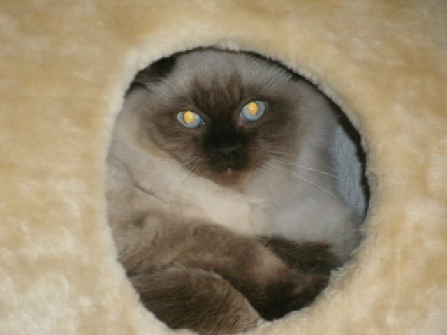 Ragdoll Kater abzugeben - Ragdoll - Enkenbach-Alsenborn
