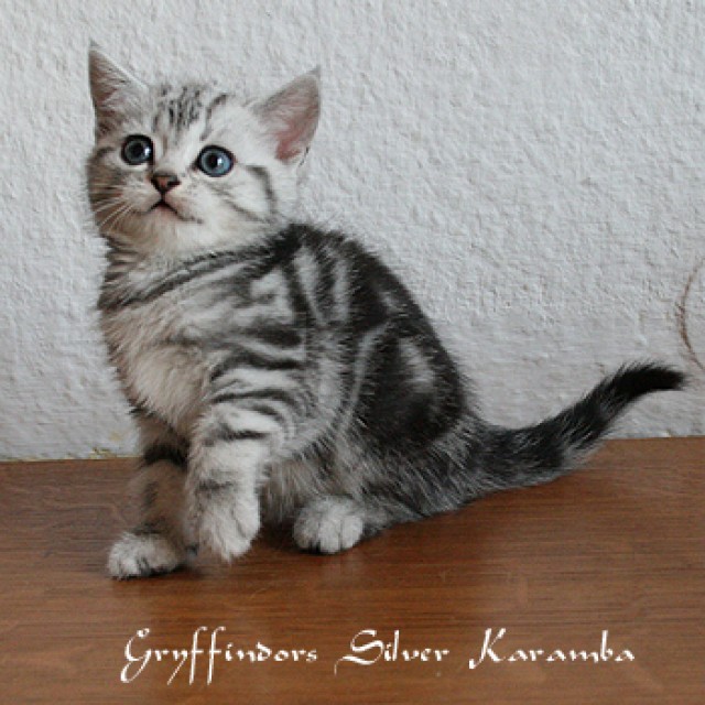 Gryffindors hat zauberhafte Whiskaskitten! - British Kurzhaar - Minden