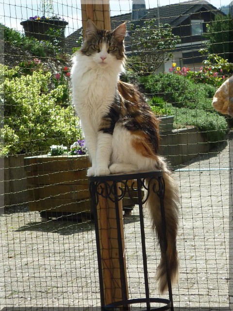 Dreamflowers Maine Coon Kitten suchen... - Maine Coon - Plettenberg