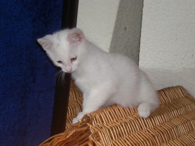 Schneeweißes Angora Mädchen - Angora - gnarrenburg
