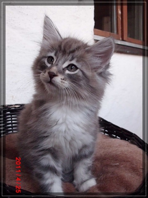 Norweger Kitten suchen liebe Dosenöffner - Norwegische Waldkatze - Dingolfing