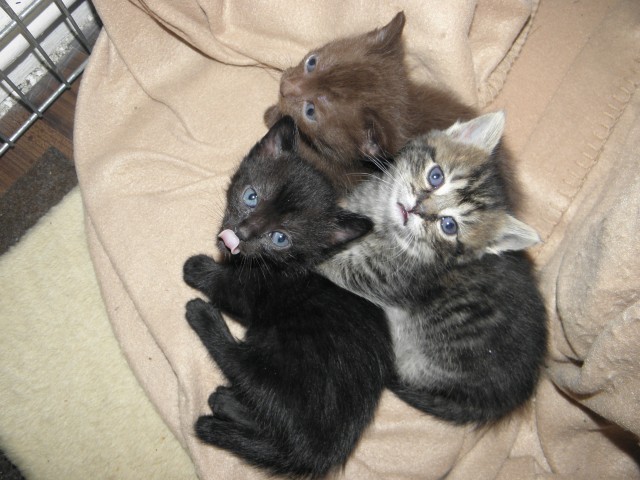 Die ganz besonderen Katzen (Munchkins), super süße Kitten !!! - Katzen Sonstige - Hattingen