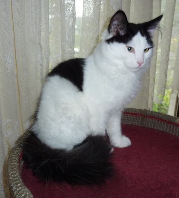 Reinrassige sibirische Kater abzugeben - Sibirische Katze - Itzstedt