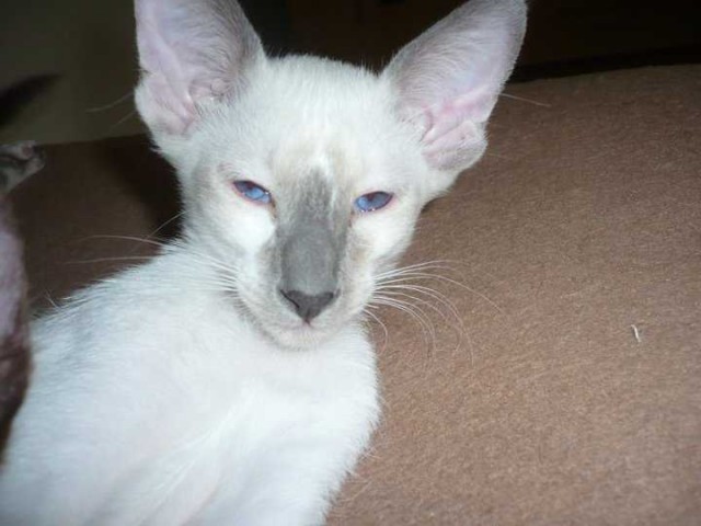 Kleiner Siamesenkater - Siam - Münster