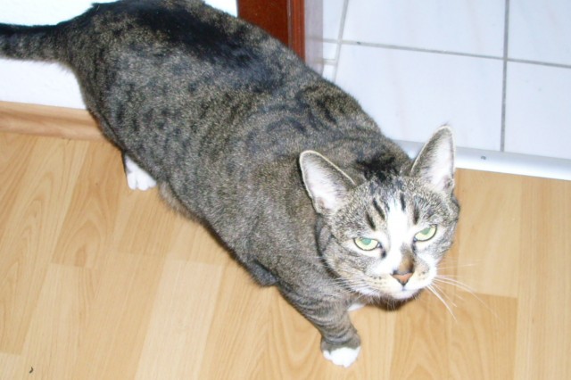 Süße kleine 5jährige Miezekatze aufgrund persönlichen Umständen abzugeben! - Hauskatzen - Eckernförde