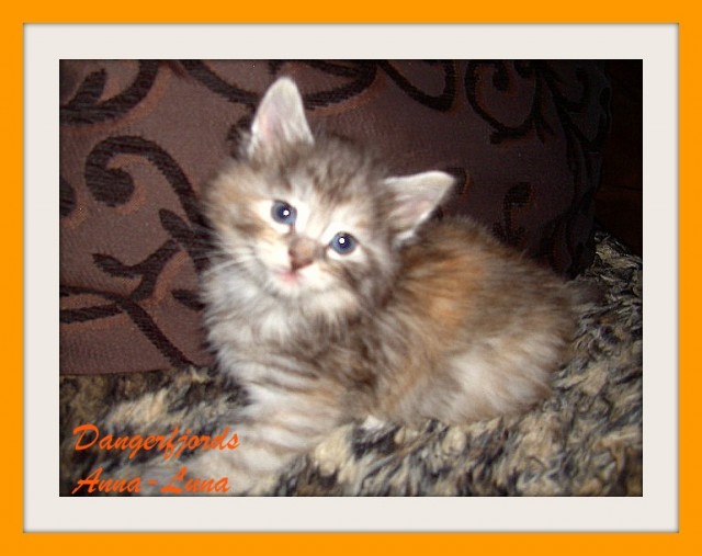 Dangerfjords Norwegische Waldkatzen Babys ,typvoll.verschmußt,Papiere,Gesundhei - Norwegische Waldkatze - Wetter