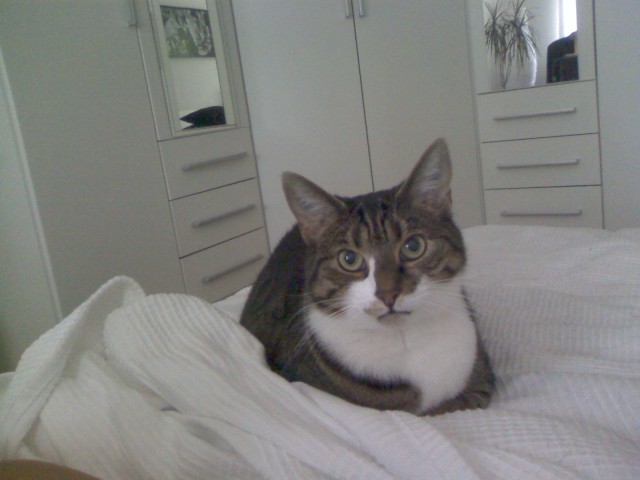 Die kleine Mimi sucht ein neues Zuhause - Hauskatzen - Düsseldorf