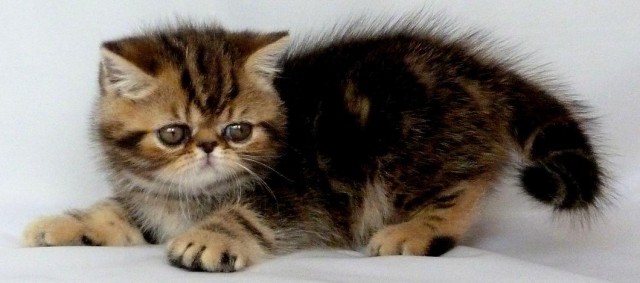 Exotic Shorthair Babys  - Exotic Shorthair - Crailsheim